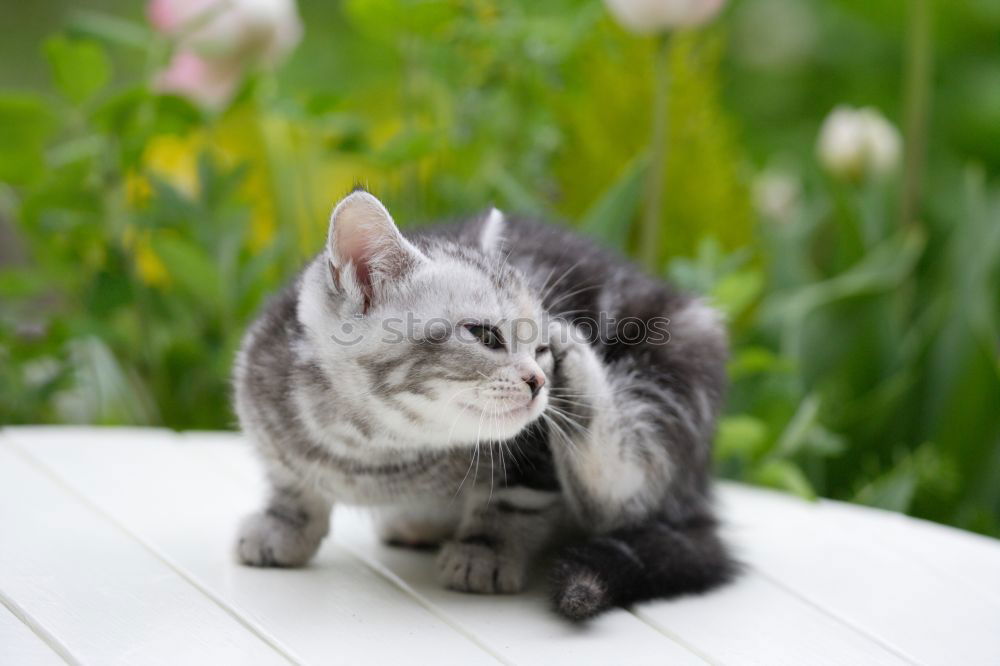 Similar – Small white cat Beautiful