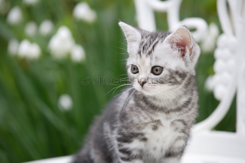 Similar – Small white cat Beautiful