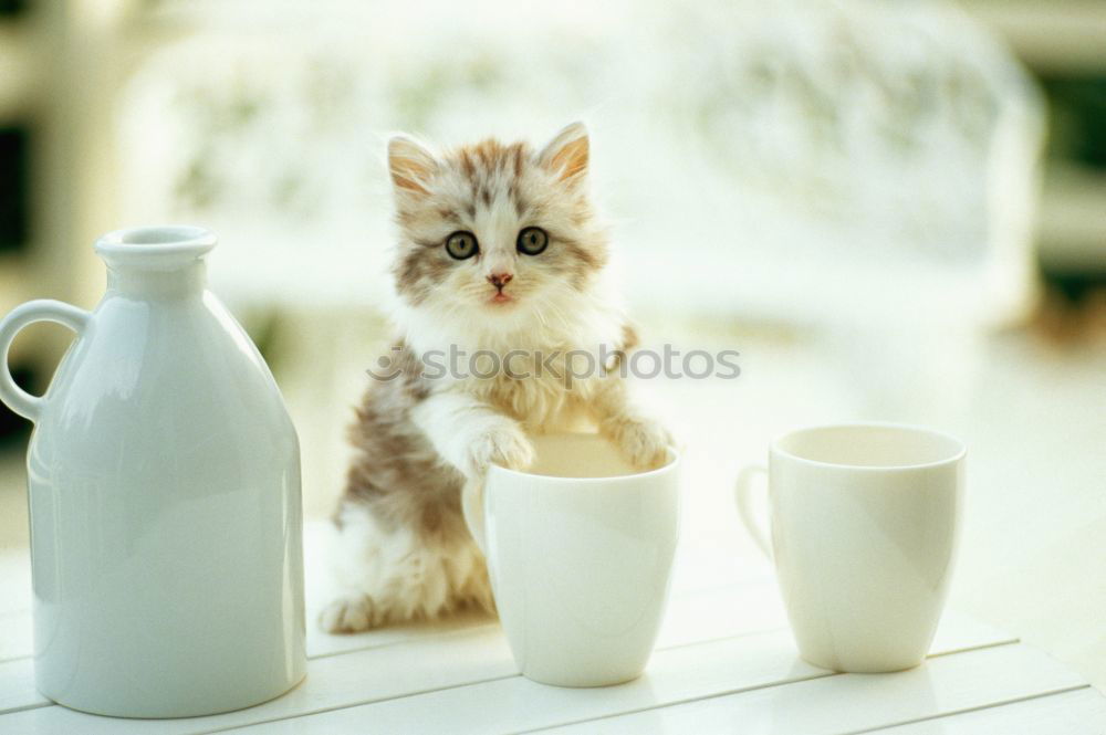 Image, Stock Photo discover the world Pet Cat