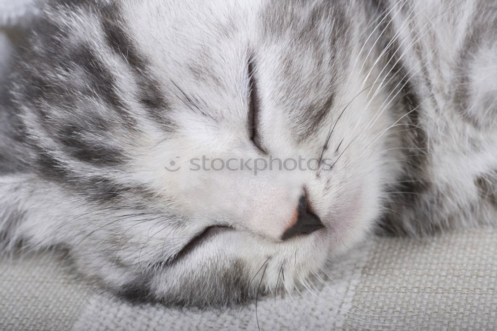 Similar – Image, Stock Photo relaxation Animal Pet Cat