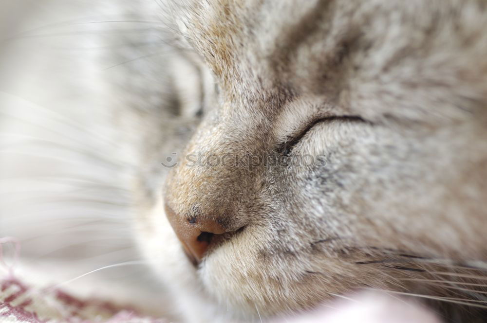 Image, Stock Photo cat Cat Pelt
