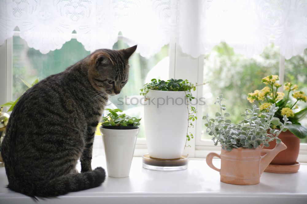 Foto Bild Katze am Fenster elegant