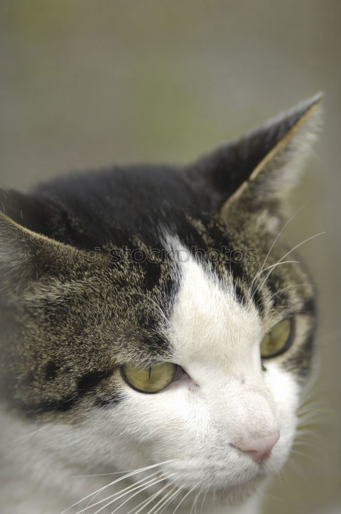 Similar – Image, Stock Photo nocturnal active Cat