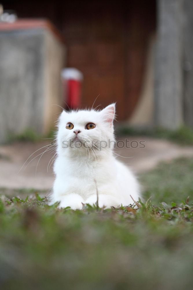 Similar – Image, Stock Photo cat music Colour photo