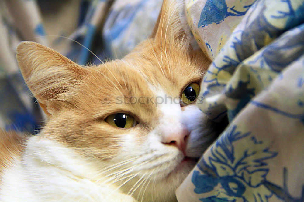 Similar – Image, Stock Photo Sleeping tomcat Elegant