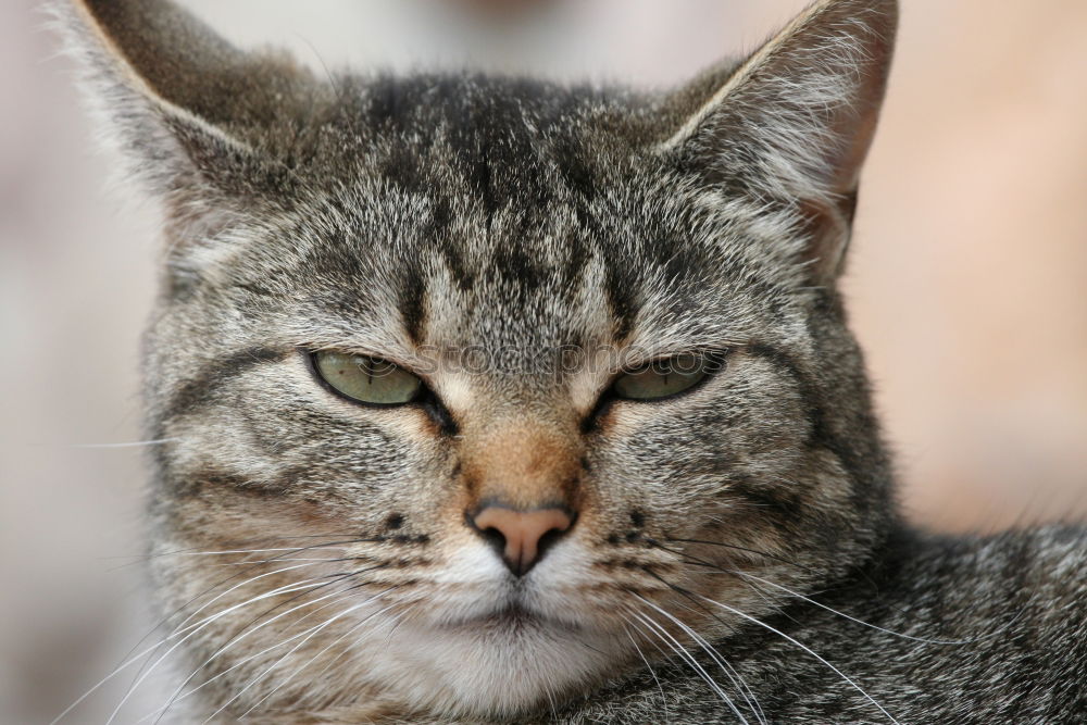 Similar – Image, Stock Photo Cat portrait with yellow eyes