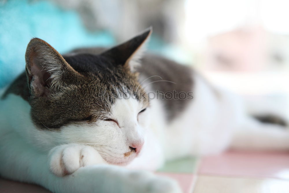 Similar – Image, Stock Photo Sweet, soft and lazy