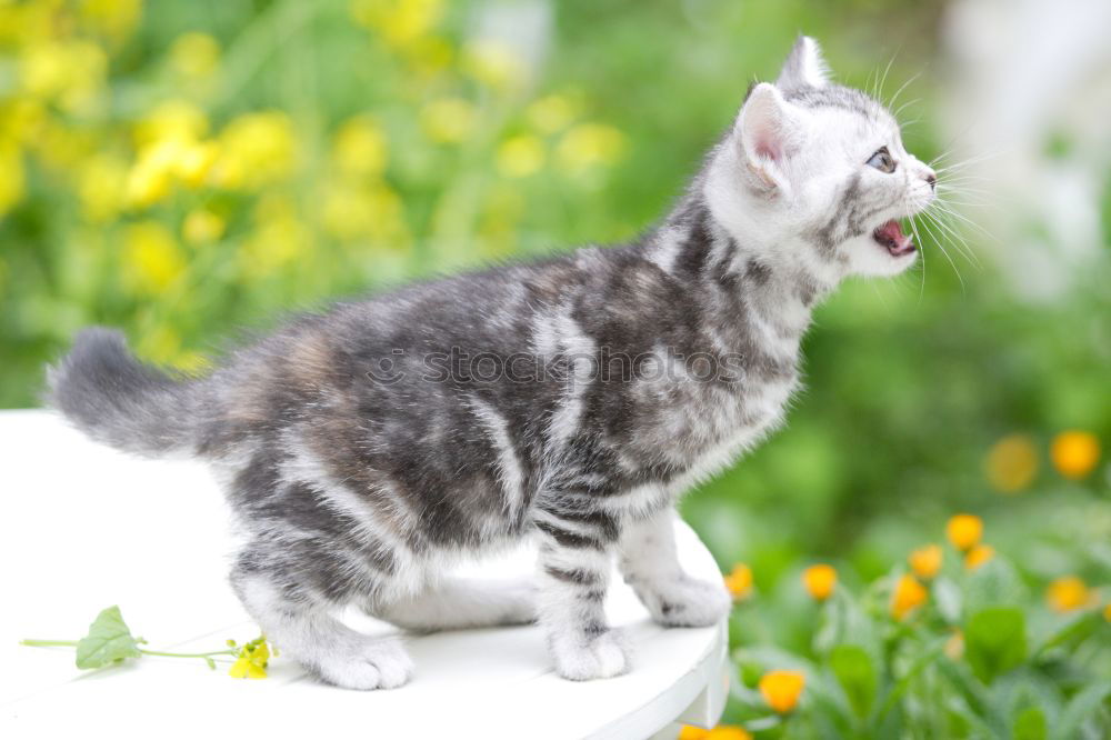 Similar – Image, Stock Photo Boston Terrier Puppy