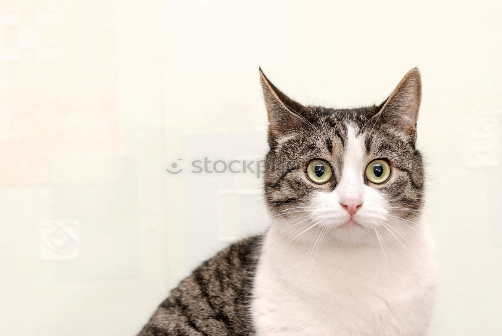 Similar – Gray striped and curiously looking cat