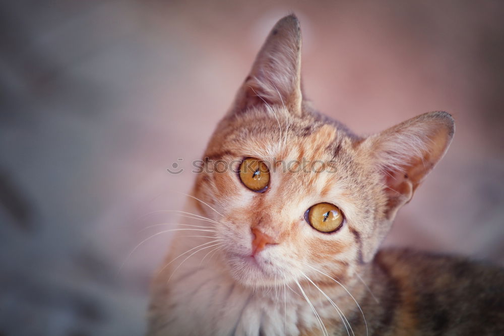 Little cat playing on the home