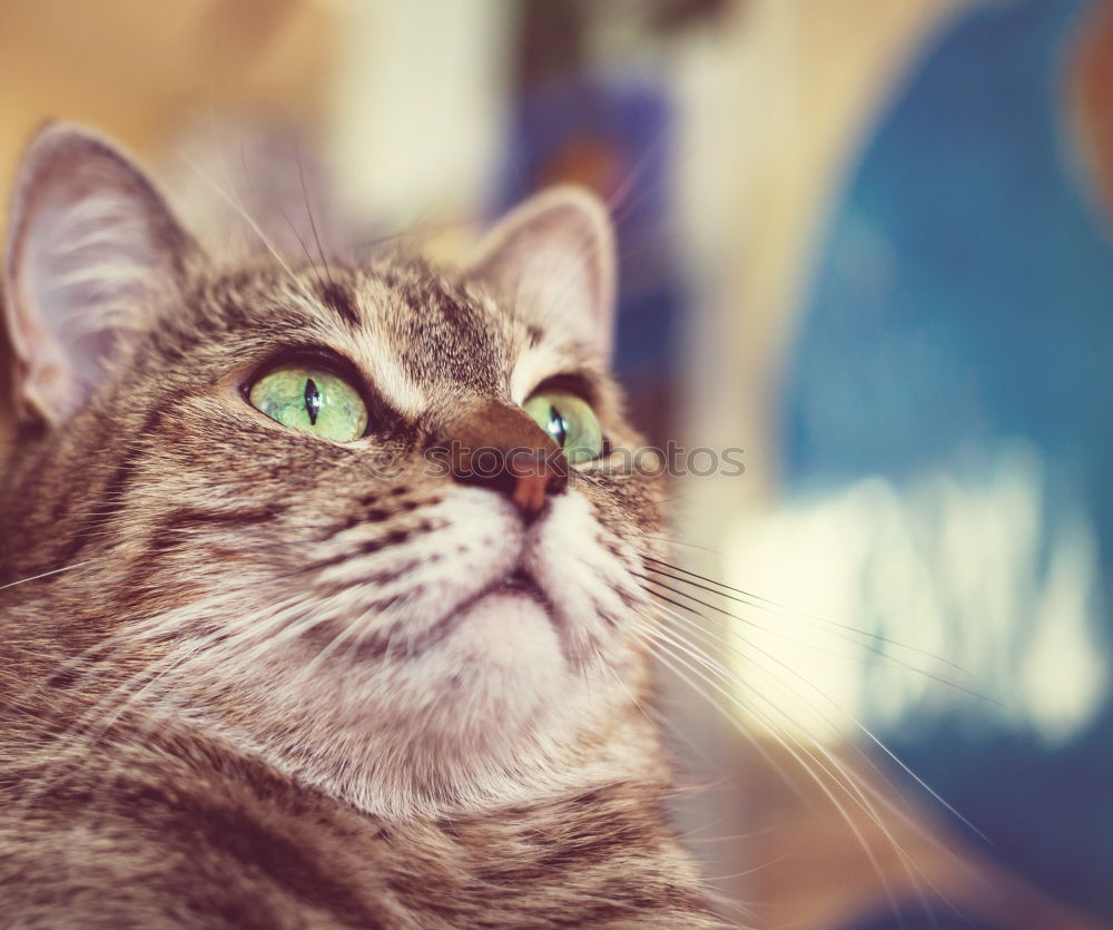 Similar – Image, Stock Photo a cat at you Lifestyle