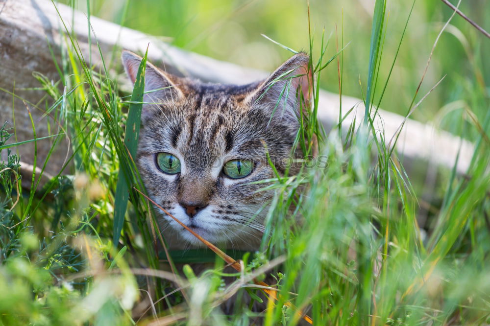 Similar – Image, Stock Photo Encounter with a cat in the grass