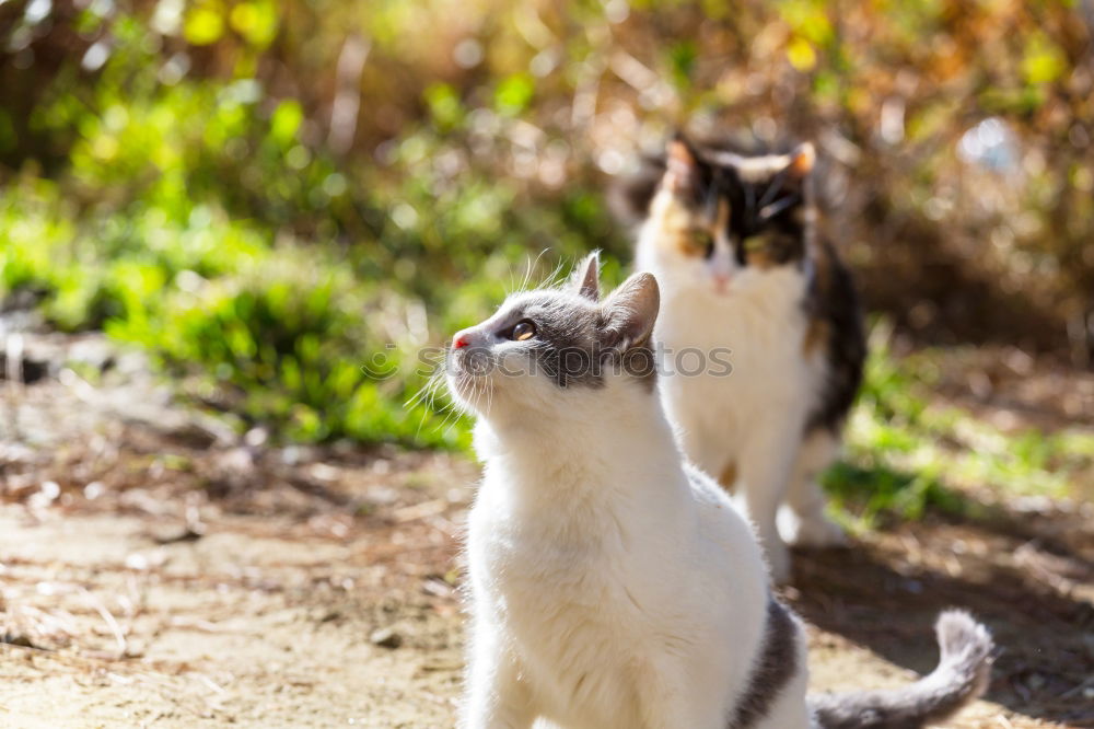 Similar – Image, Stock Photo Give Paw! Playing Park