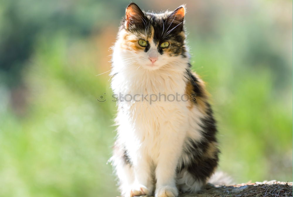 Similar – Image, Stock Photo Cat balancing on the edge of the rain barrel