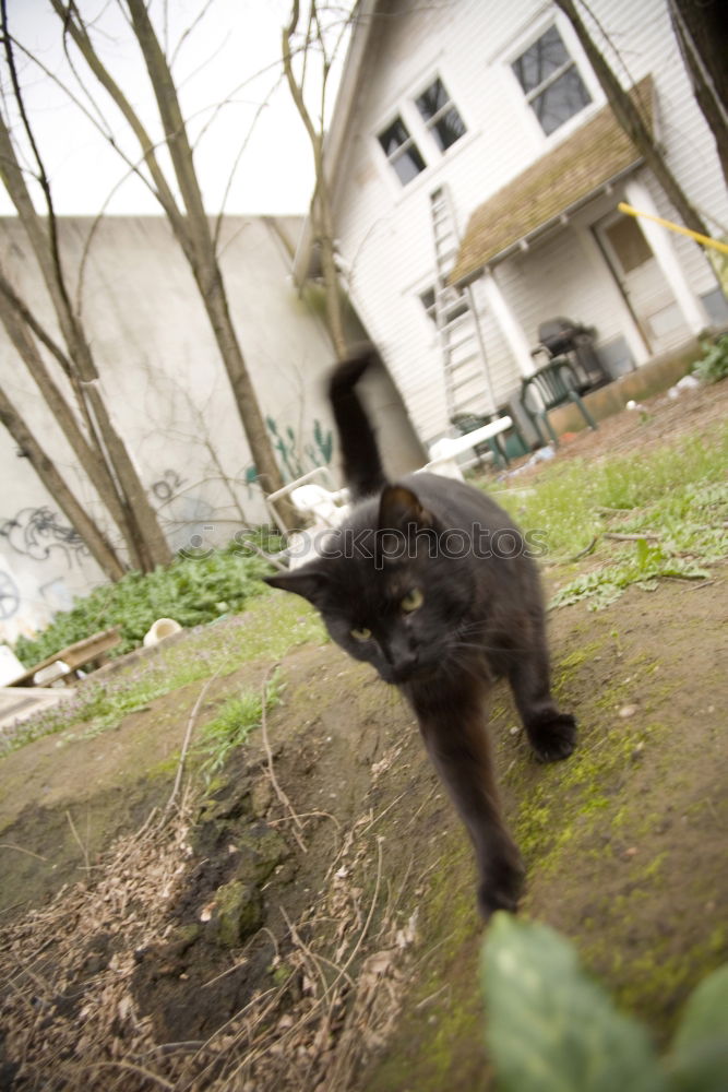 Similar – Image, Stock Photo There’s a black cat lying in wait on the wall.