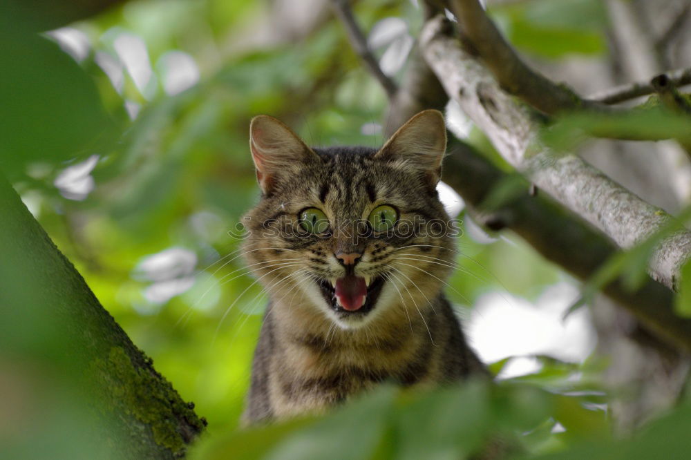 Image, Stock Photo Cat climbs and hunts on a tree