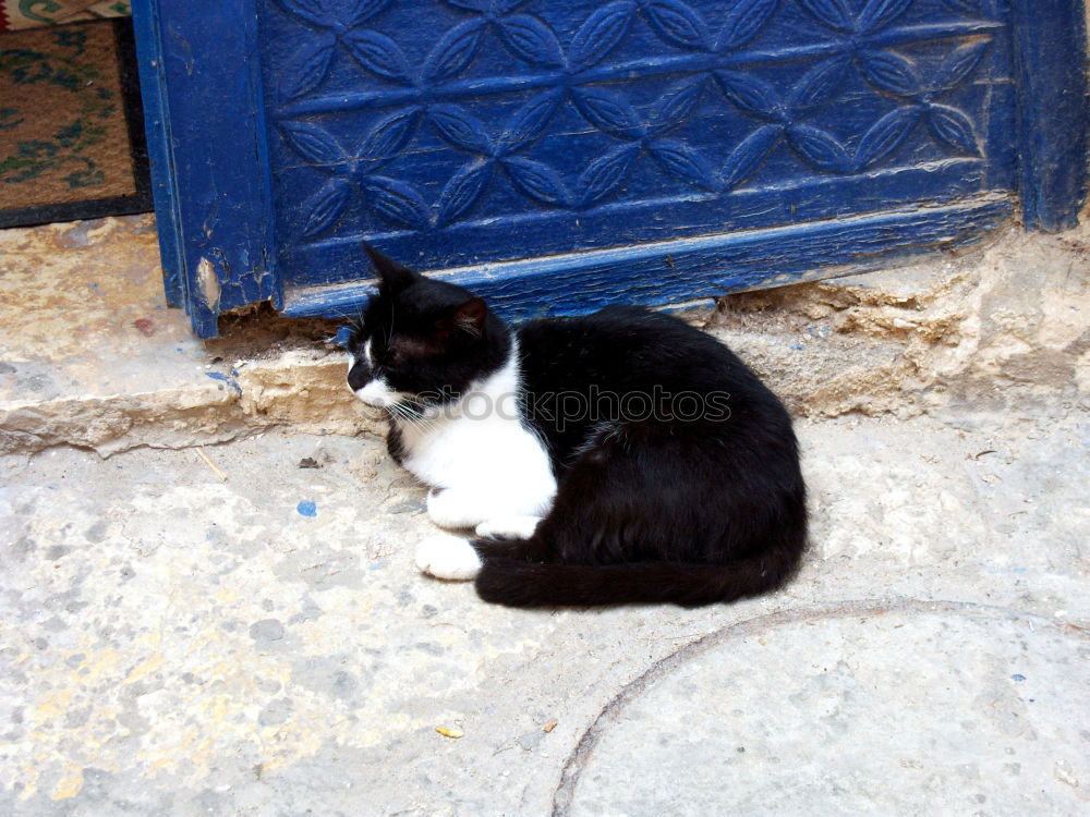 Similar – Einäugige Katze Mauer Wand