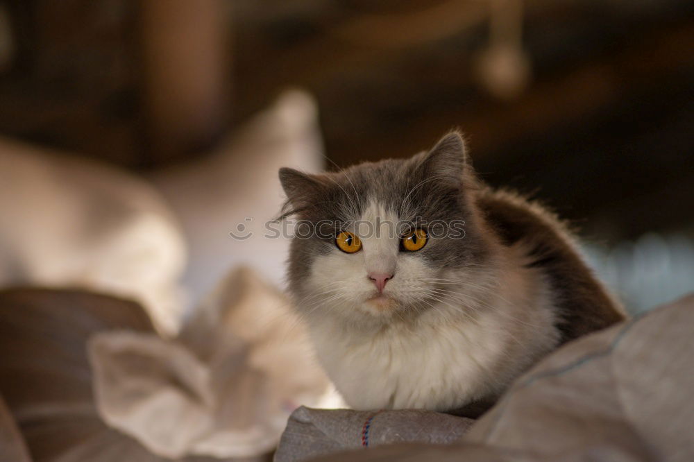 Similar – junge Maine Coon Katze steht auf einem Sisal Teppich und sieht nach oben