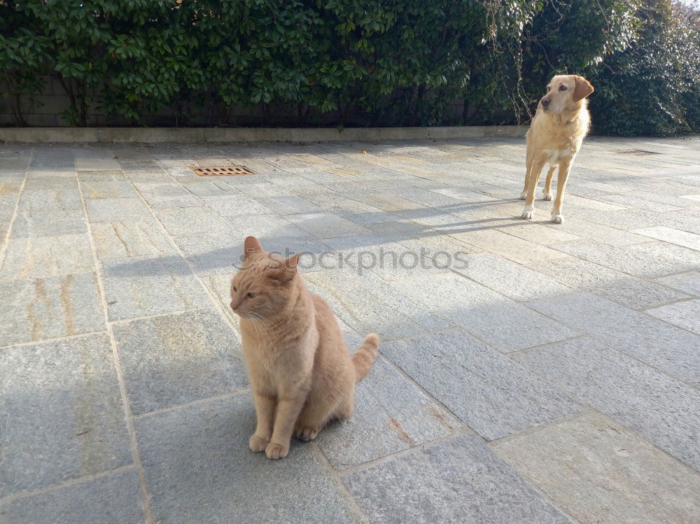 Similar – Sporty cats Cat Balcony