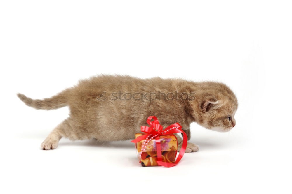 Similar – Image, Stock Photo Little Christmas Dog