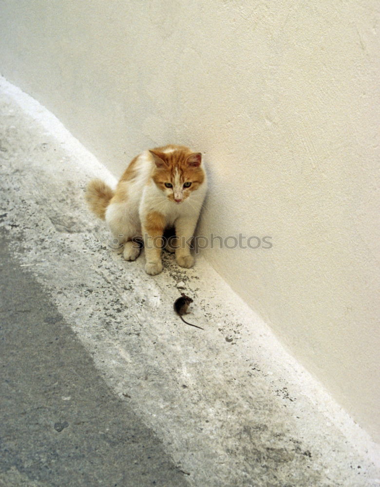 Similar – Foto Bild Mauer Wand Fassade Putz