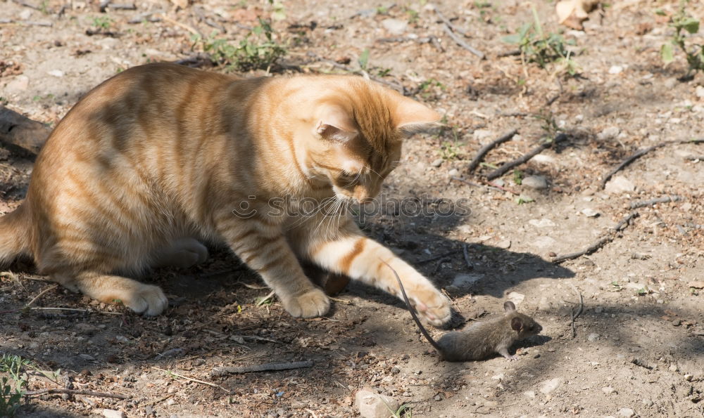 Similar – Image, Stock Photo Half the aurine and the cat