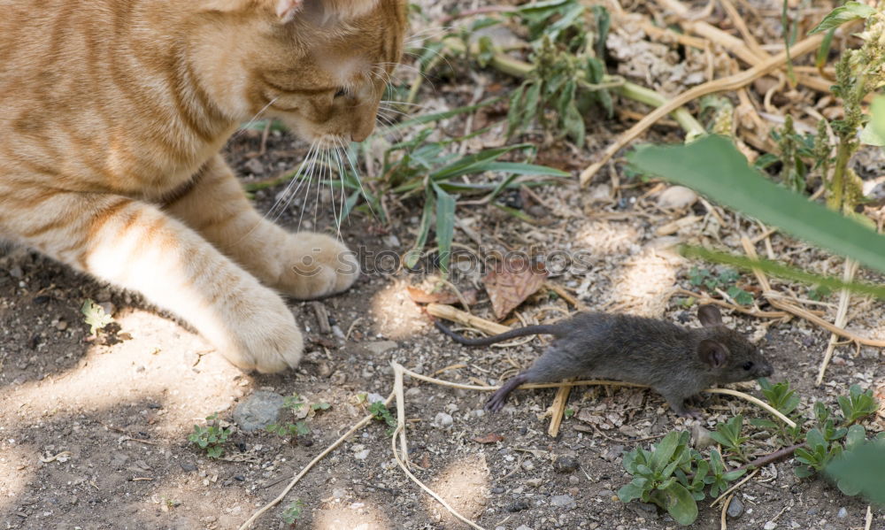 Similar – fast food Cat Bird To feed