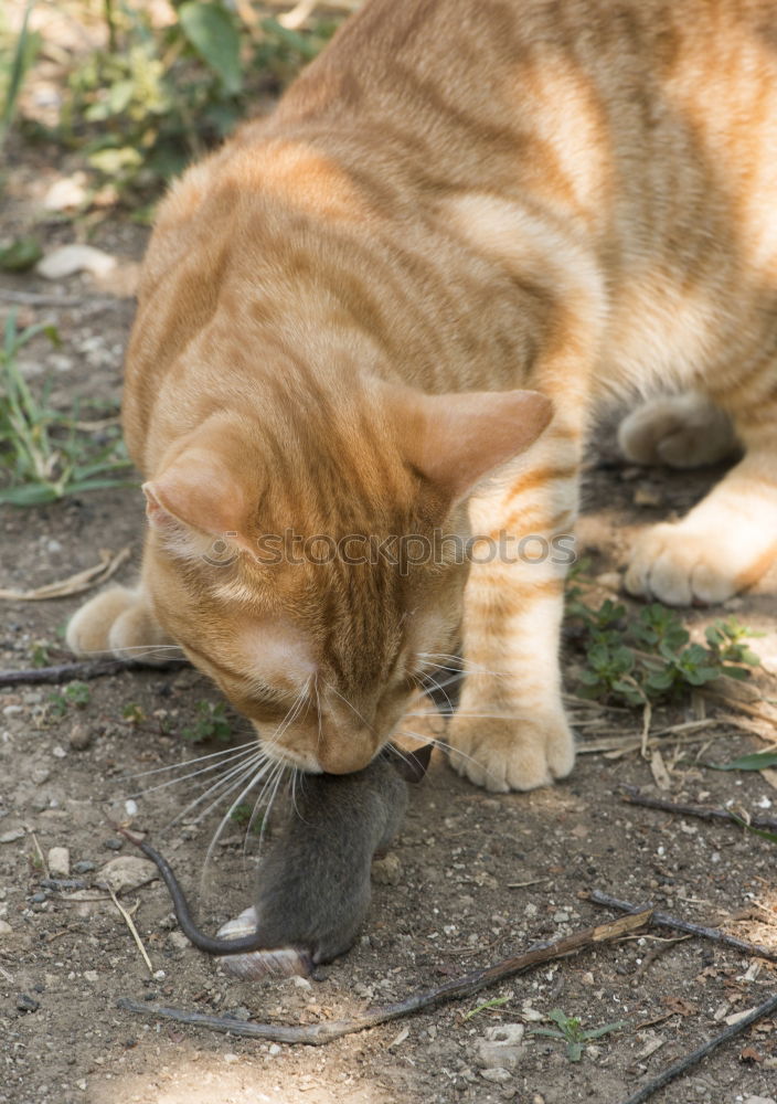 Similar – Image, Stock Photo meal Cat Animal To feed