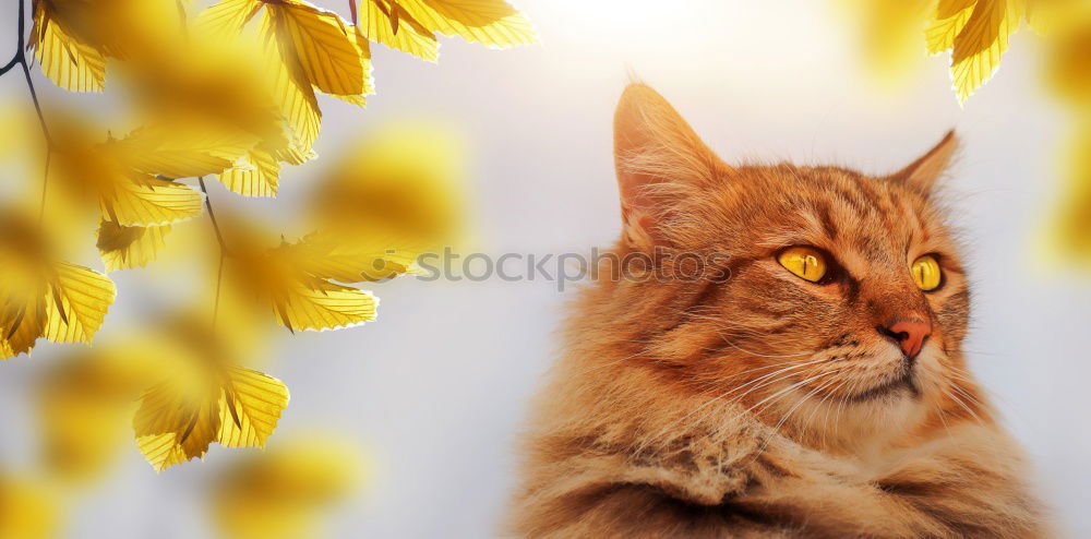 Image, Stock Photo To rest in oneself Nature