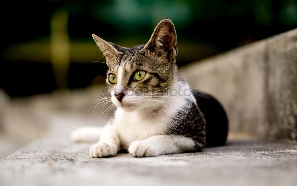 Similar – Image, Stock Photo cat Summer Greece Crete