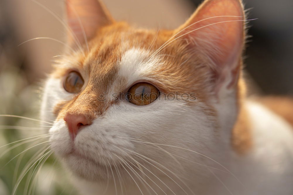 Similar – cute mottled cat Beautiful