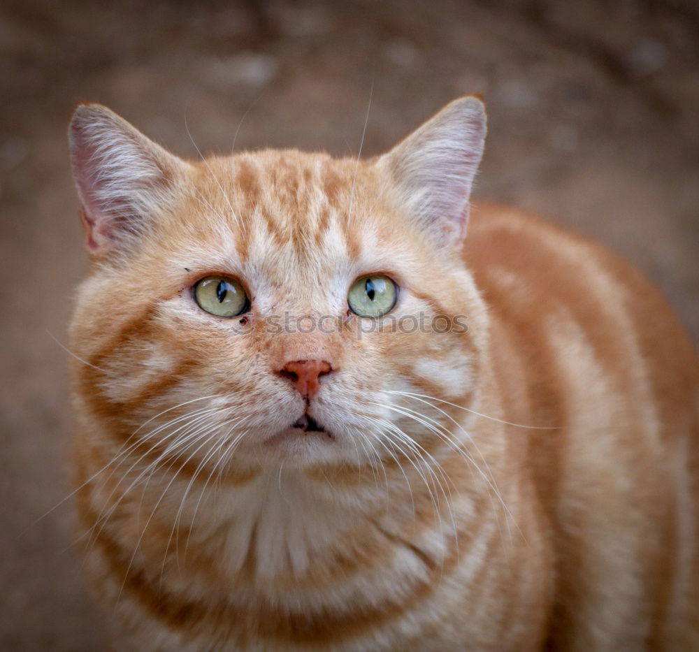 Similar – Image, Stock Photo cat Summer Greece Crete