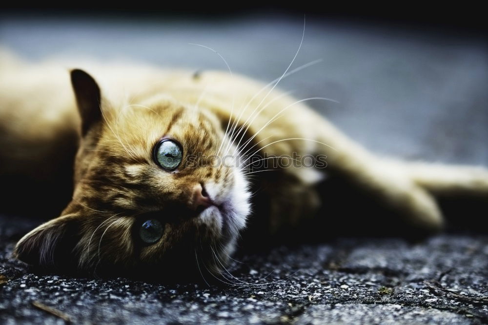 Image, Stock Photo Low tiger cat with blue eyes