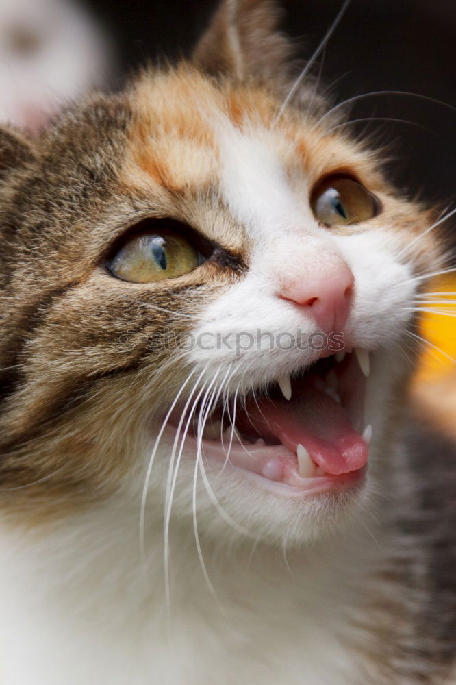 Similar – Image, Stock Photo Cord paw III Pet Cat