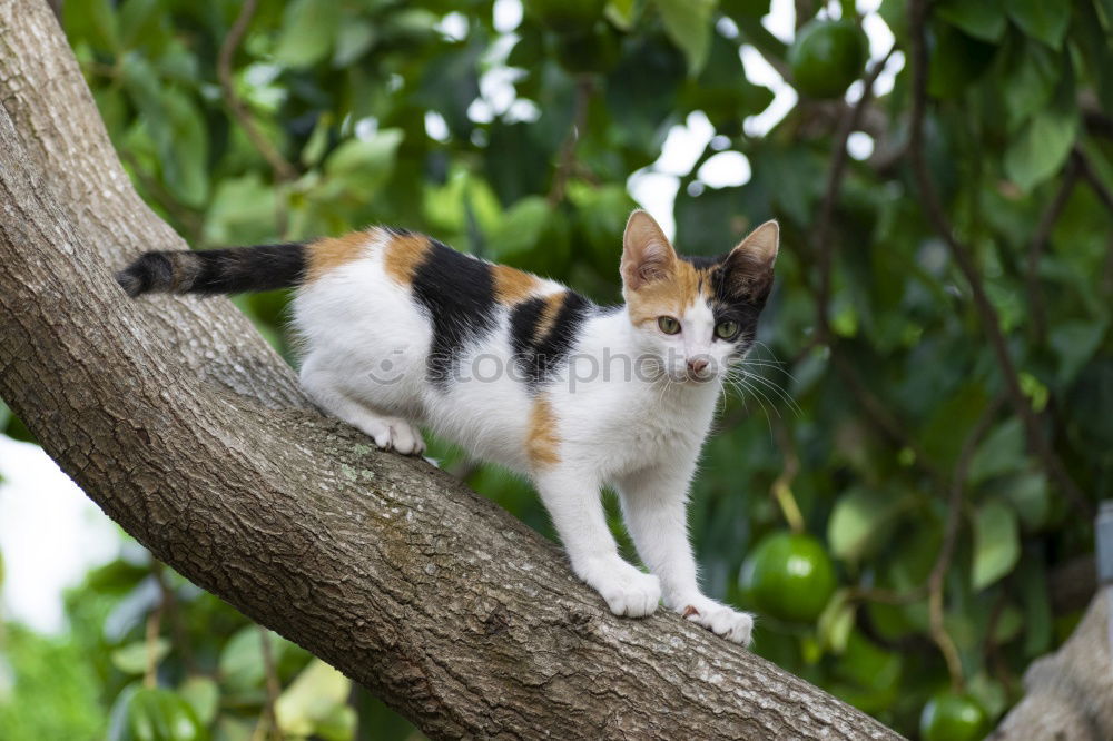 Similar – Image, Stock Photo cuteness overload Animal