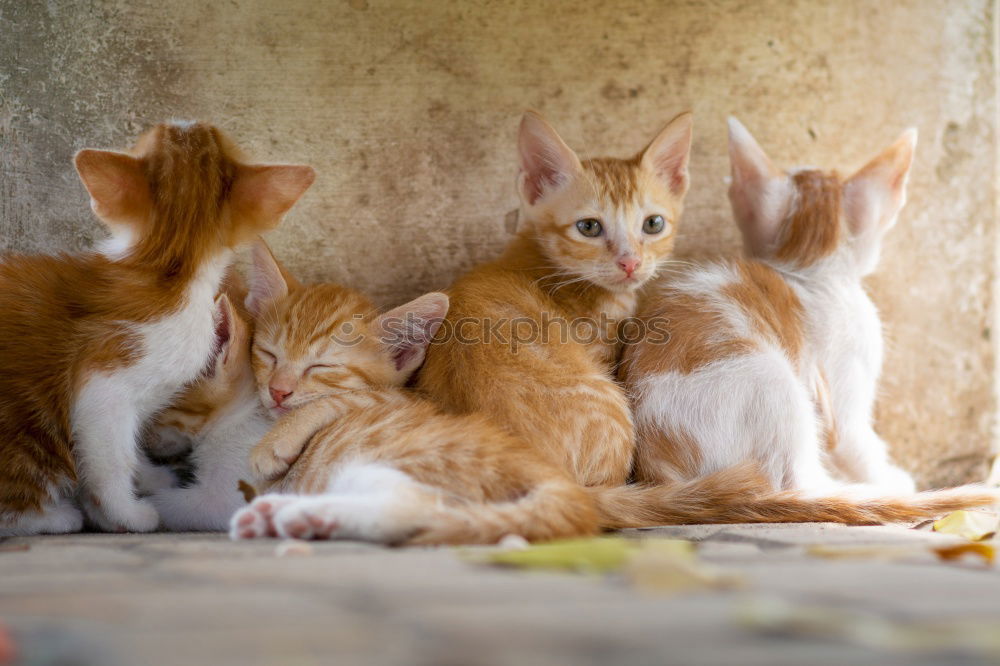 kittens Animal Pet Cat 3