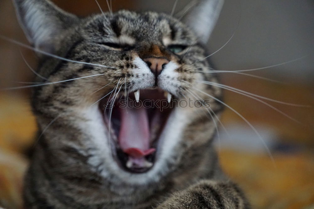 Similar – Image, Stock Photo I am very tired Cat Yawn