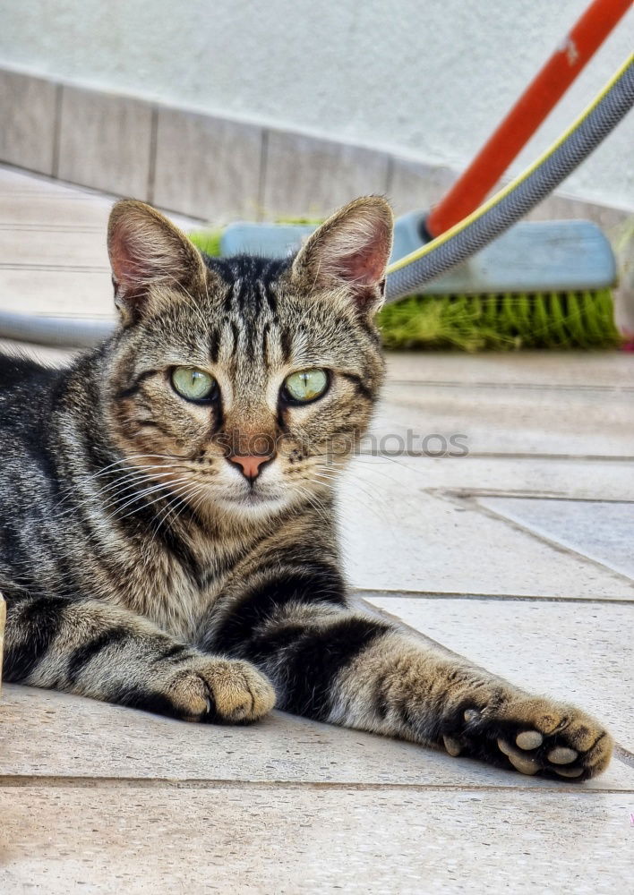 Similar – Image, Stock Photo Strays on Crete Summer