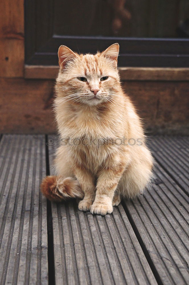 Similar – Image, Stock Photo portrait of a big red cat