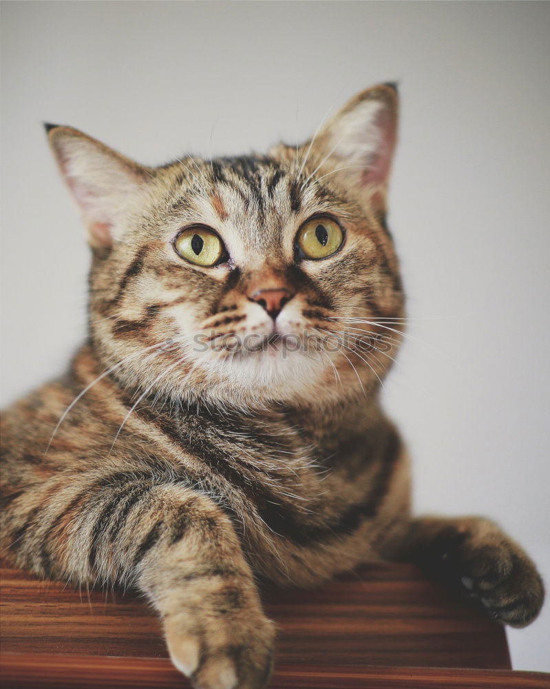 Similar – Cat sitting on hind legs playing with grass