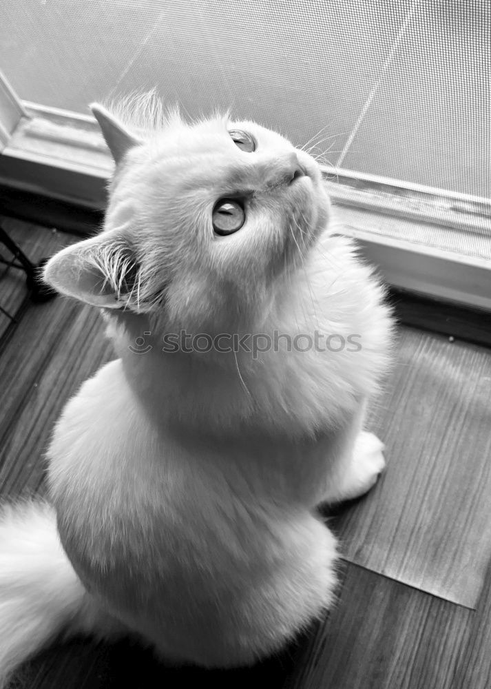 Similar – Image, Stock Photo cat’s happiness Animal Pet