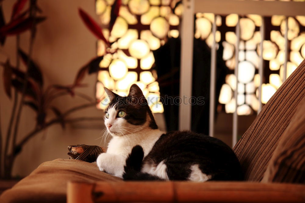 Similar – Image, Stock Photo Sleeping cat Relaxation