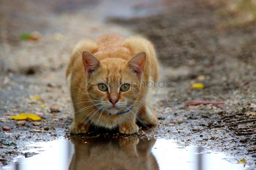 Similar – red cat sitting Animal Pet