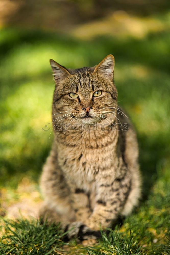 striped domestic cat in the grass