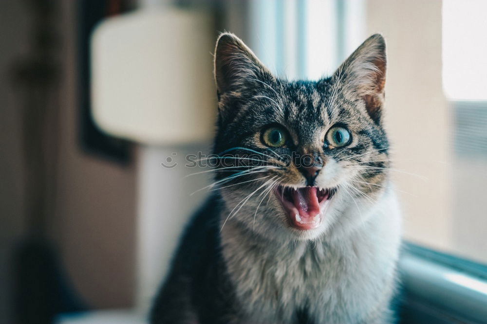 Cat sitting on hind legs playing with grass