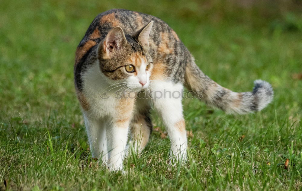 Similar – Image, Stock Photo A gray and white young Australian Shepherd dog with black and light brown spots stands on his paws and looks to the right against a blurred background.