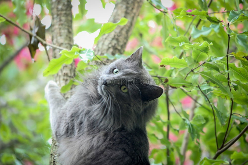 Similar – Image, Stock Photo cat’s life Cat Sleep