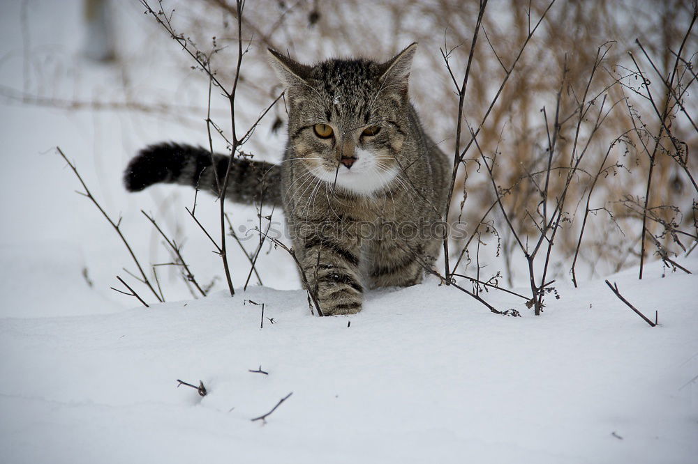 Similar – Image, Stock Photo Cat at the window