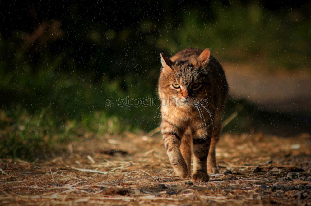 Similar – Image, Stock Photo Cat in the bush Bushes