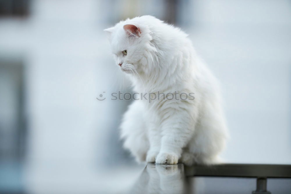 Similar – Louis XIV Animal Pet Cat 1